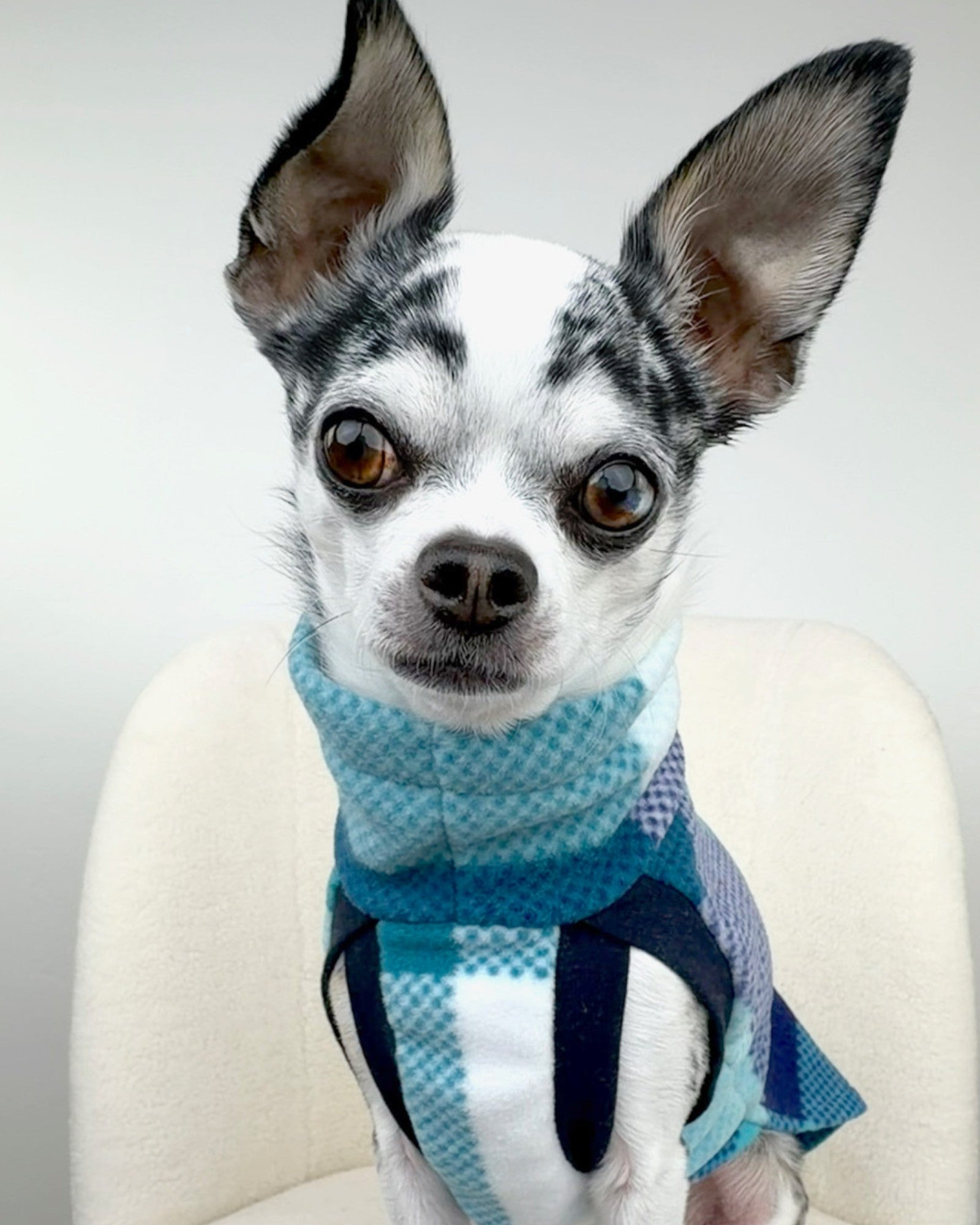 Baby Blue Plaid Dog Sweater